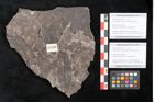 Foto (Detailansicht) von Cinnamomum intermedium Ettingshausen (NHMW-GEO-2024-0188-10150b)